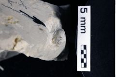 Foto (Detailansicht) von Galatheites zitteli (Moericke, 1889) (NHMW-GEO-1990-0041-0315)